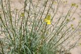genus Syrenia