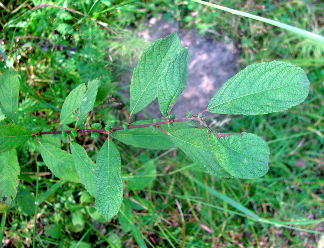 Image of Salix aurita specimen.