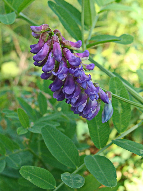 Image of Vicia amurensis specimen.