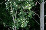 Populus tremula