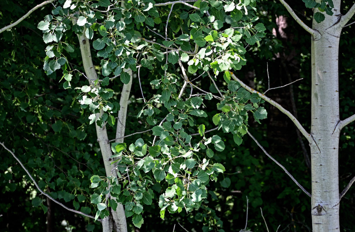 Image of Populus tremula specimen.