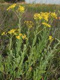 Senecio grandidentatus