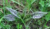 Dactylorhiza fuchsii