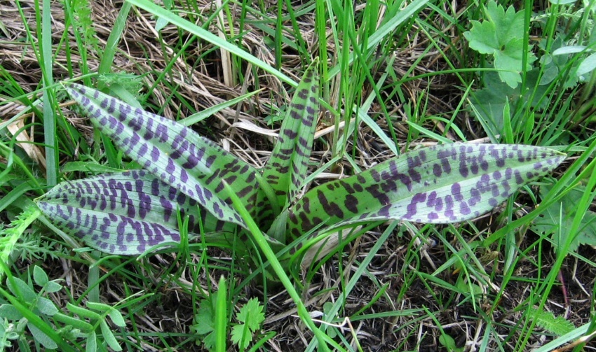 Изображение особи Dactylorhiza fuchsii.