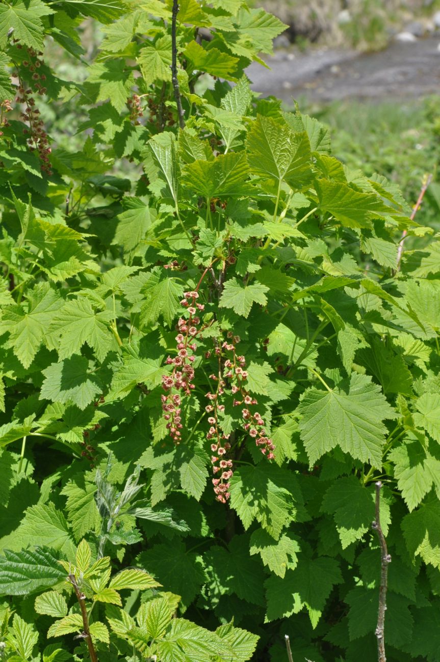 Image of Ribes biebersteinii specimen.