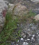семейство Poaceae