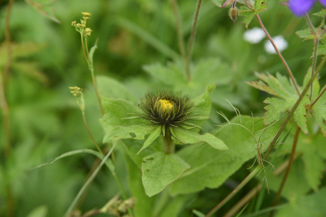 Image of Inula orientalis specimen.