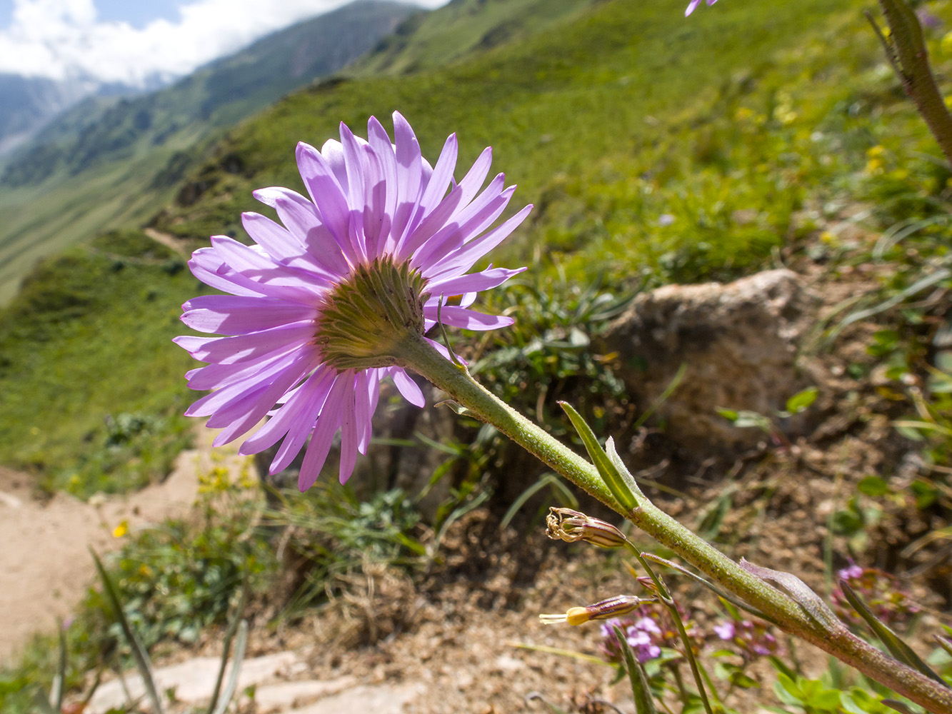 Изображение особи Aster alpinus.