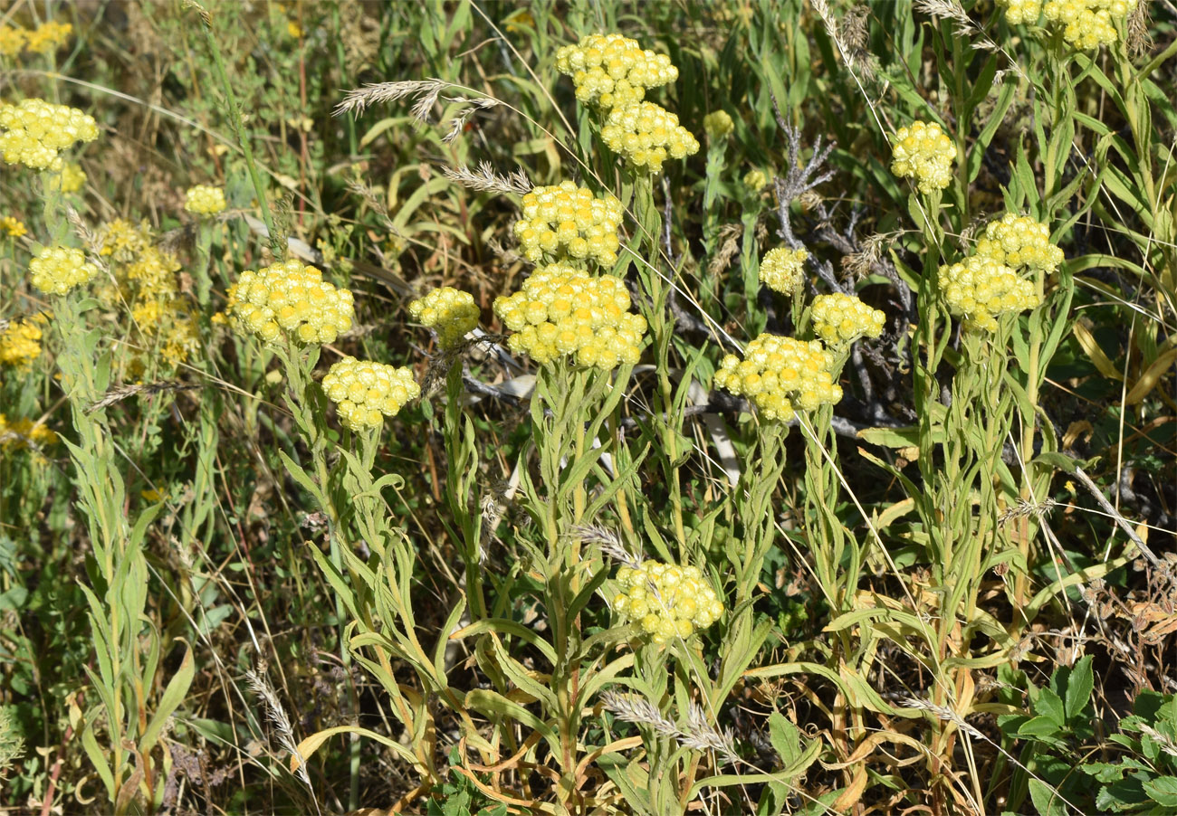 Изображение особи Helichrysum maracandicum.