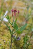 Andromeda polifolia