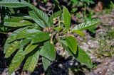 Eriobotrya japonica. Верхушка ветви с соплодиями с завязавшимися плодами. Краснодарский край, Сочи, Адлерский р-н, парк \"Южные культуры\", в культуре. 09.03.2025.