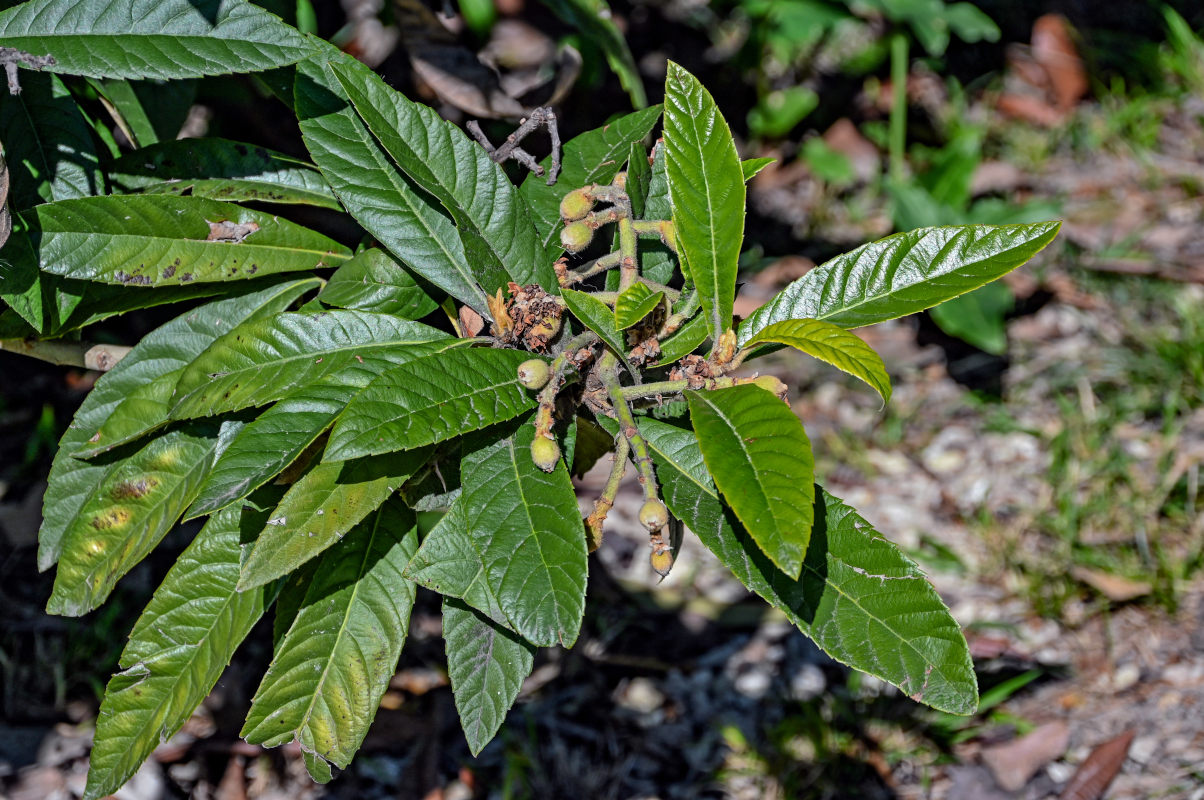 Image of Eriobotrya japonica specimen.
