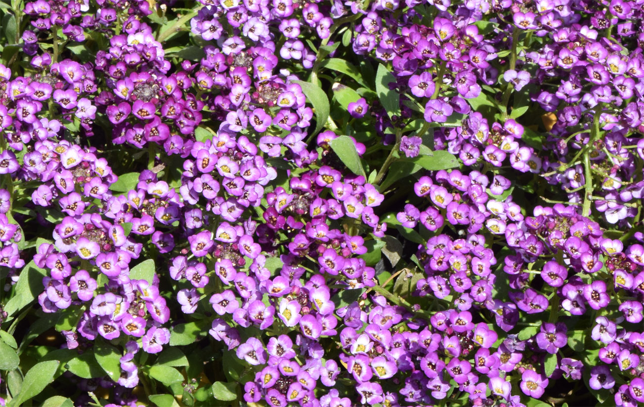 Image of Lobularia maritima specimen.