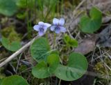 Viola palustris. Цветущее растение. Рязанская обл., Клепиковский р-н, окр. дер. Рябиновка, заболоченный березняк. 16.05.2025.