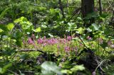 Corydalis buschii. Аспект цветущих растений в сообществе с Caltha. Приморский край, окр. пос. Дунай, бух. Круглая, широколиственный лес, пойма ручья. 24.05.2025.