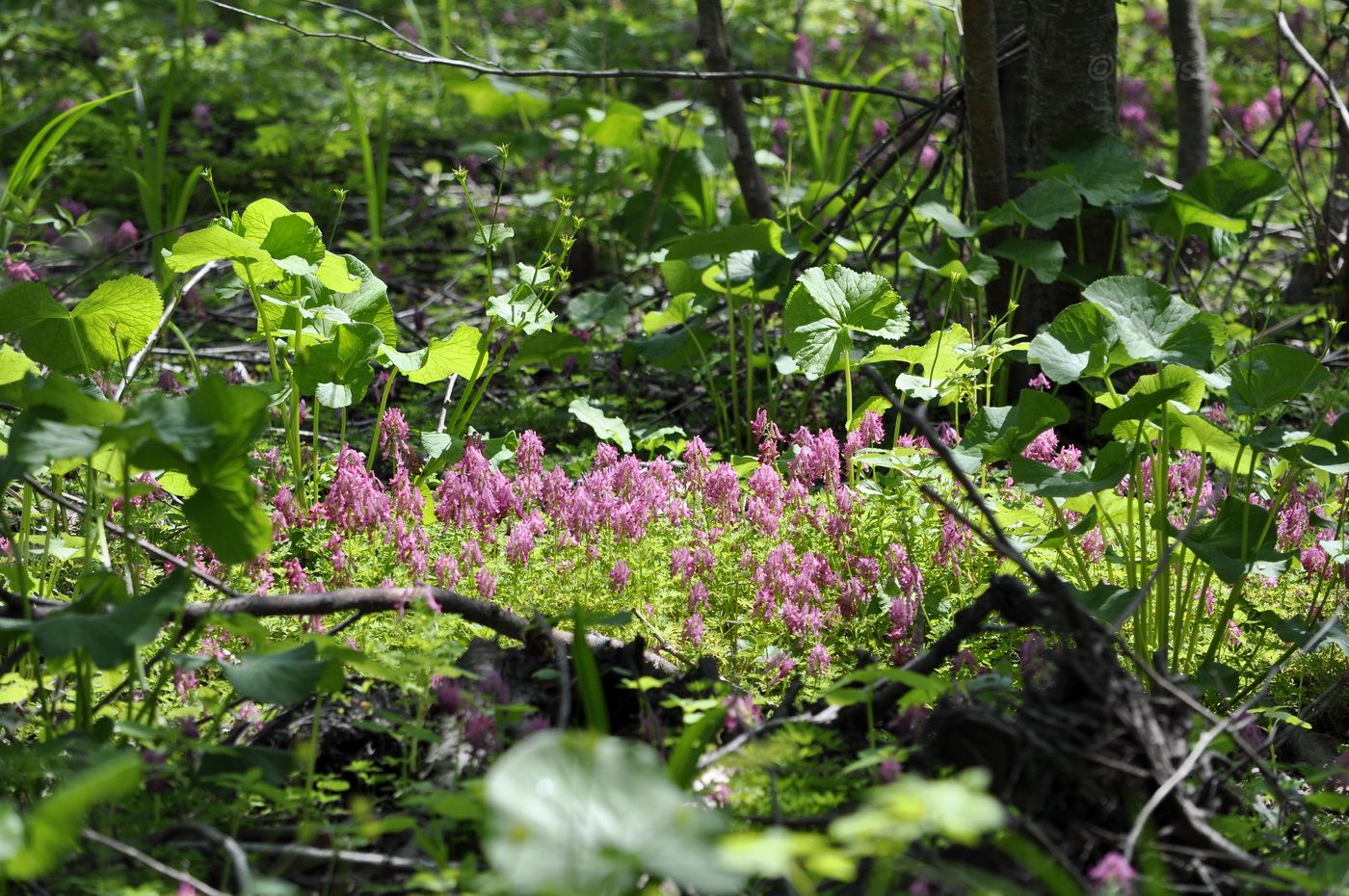 Изображение особи Corydalis buschii.