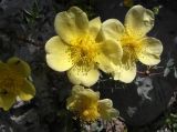 Rosa kokanica