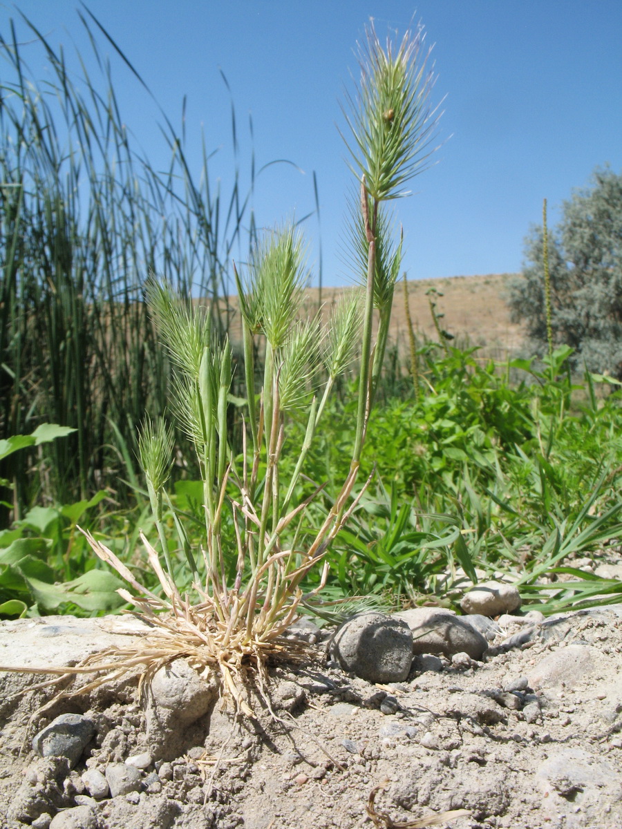 Image of Hordeum glaucum specimen.