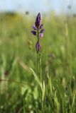 Polygala comosa