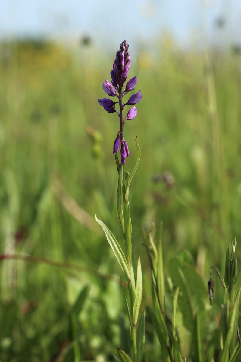 Image of Polygala comosa specimen.