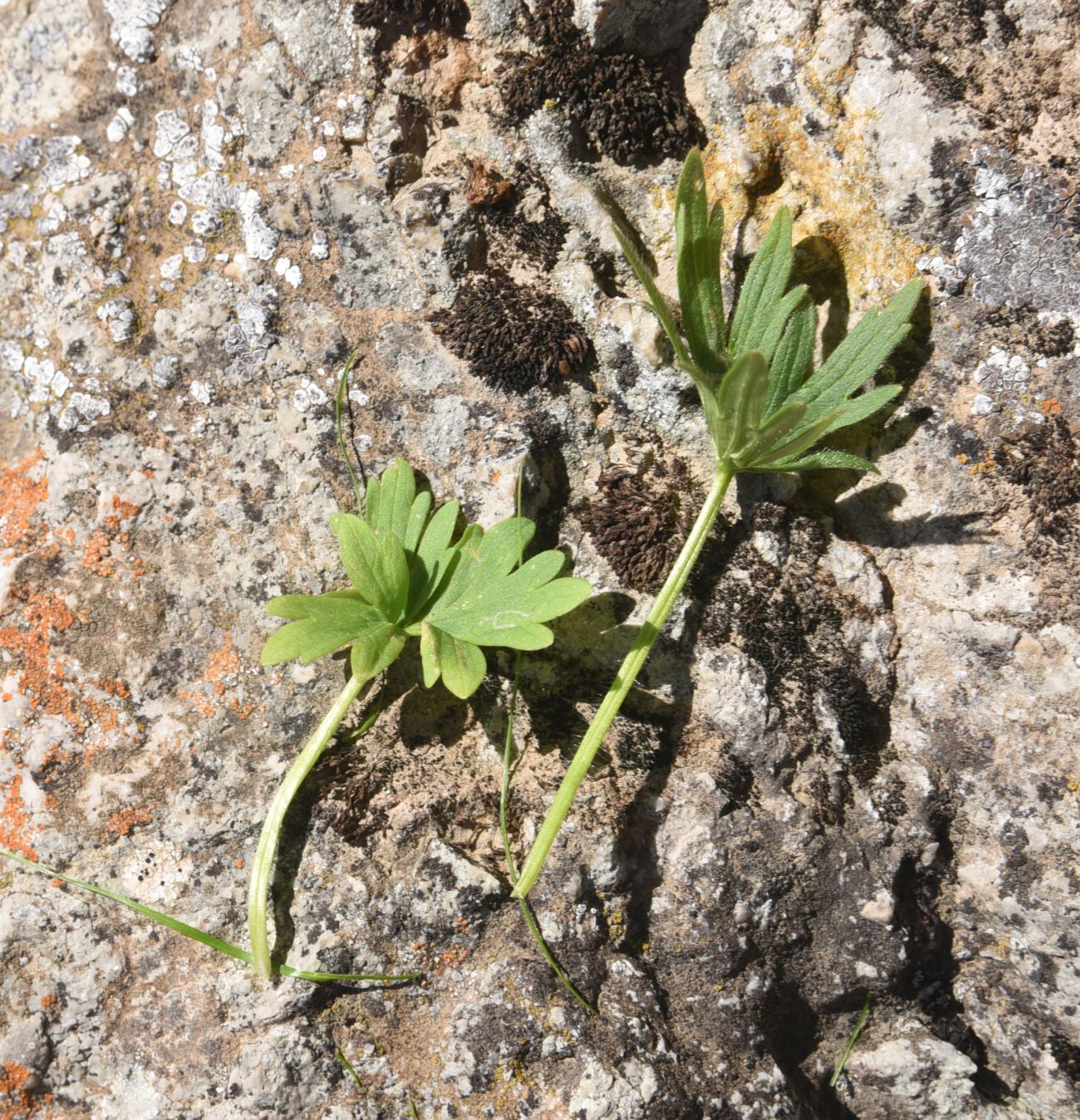 Изображение особи род Ranunculus.