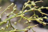 Scrophularia bicolor. Часть веточки с плодами. Крым, г. Симферополь, окр. мкр-на Пневматика, куэста, каменистая осыпь. 15.07.2025.
