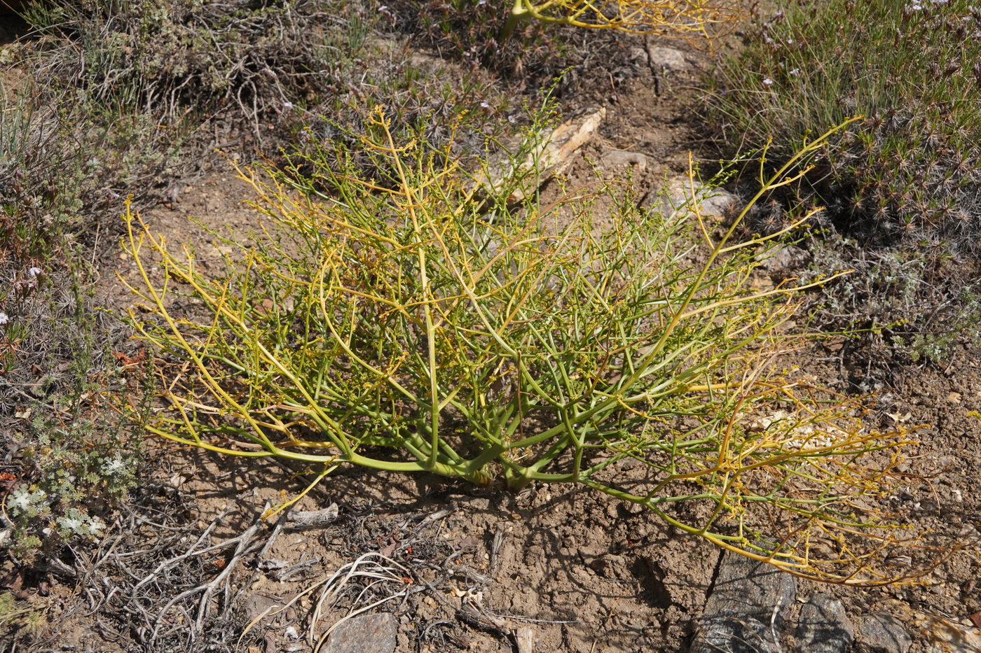 Image of Ferula grigoriewii specimen.