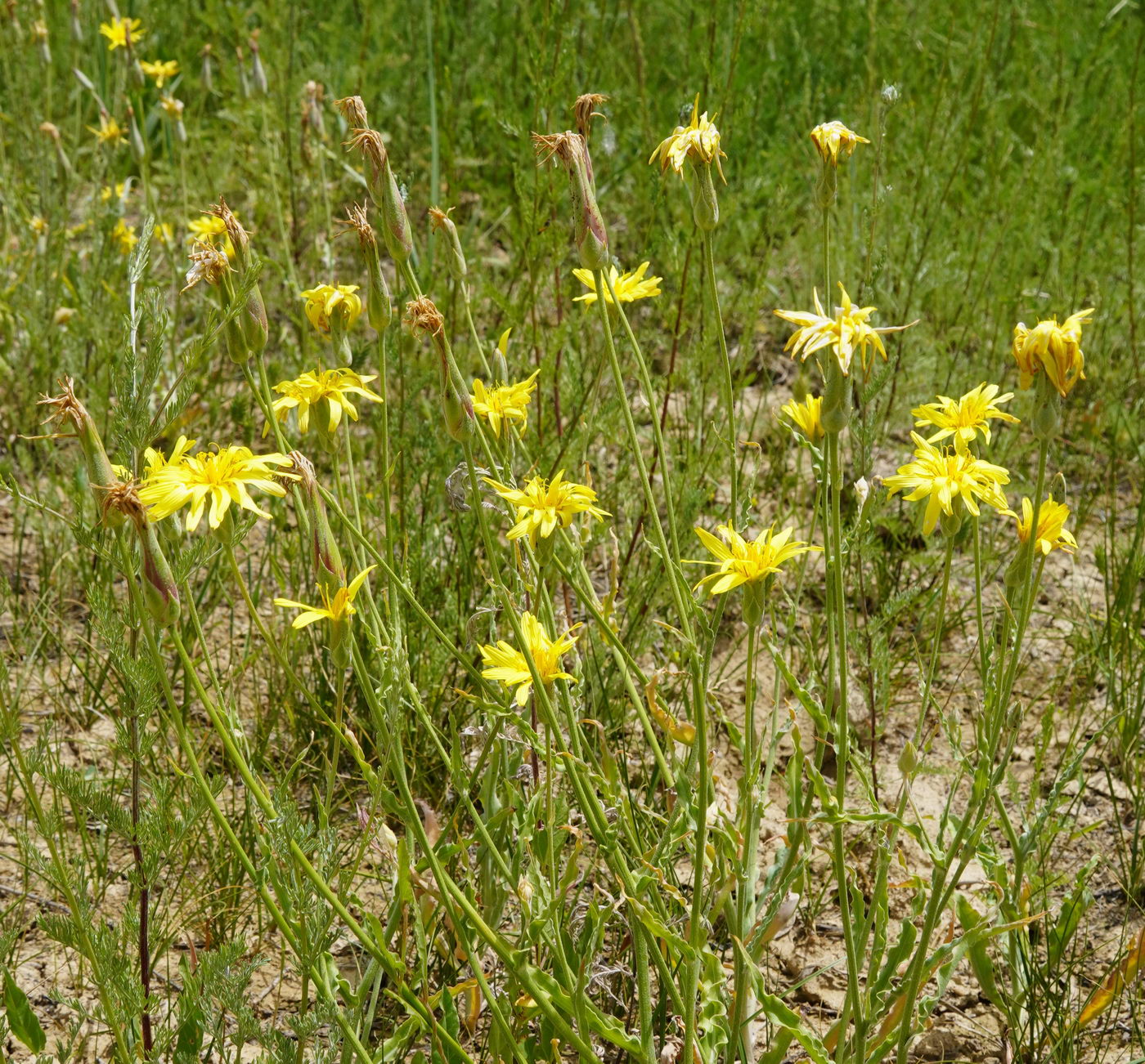 Image of Scorzonera pubescens specimen.
