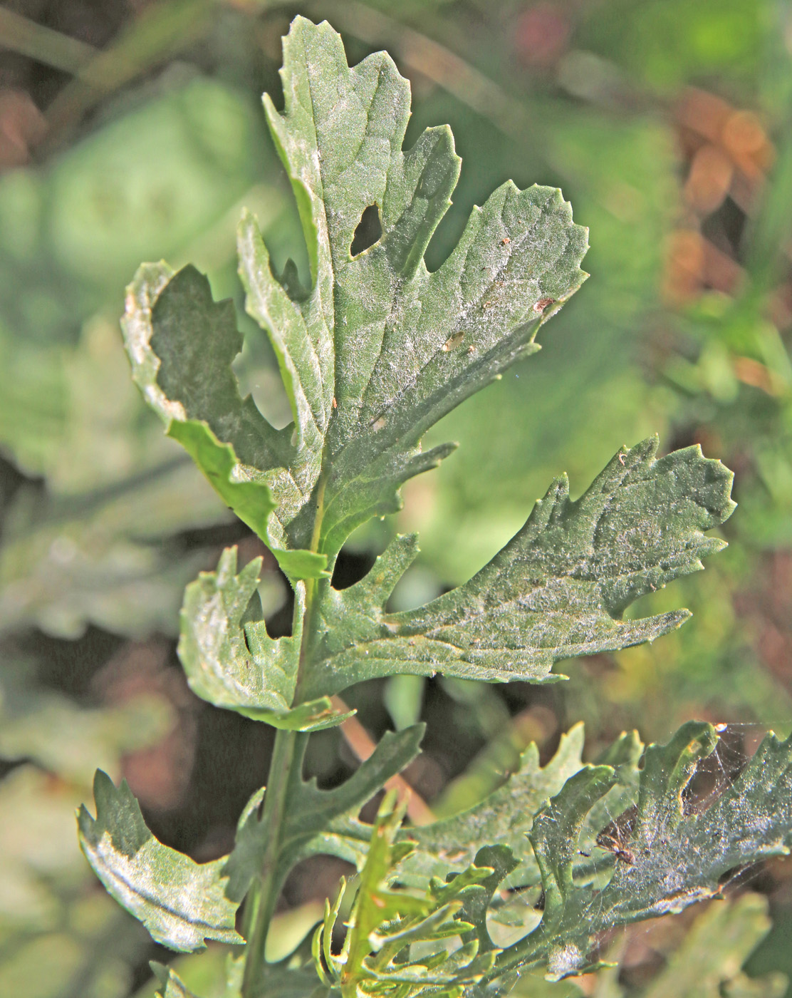 Image of Senecio erucifolius specimen.