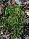 Atrichum undulatum. Спороносящие растения. Московская обл., Чеховский р-н, окр. дер. Чепелёво, смешанный лес. 31.08.2025.