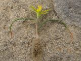Gagea taurica. Выкопанное цветущее растение. Восточный Крым, Солнечная долина. 5 апреля 2011 г.