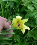 род Lilium. Цветок. Кабардино-Балкария, Эльбрусский р-н, восточный склон горы Чегет, выс. ок. 22800 м н.у.м., субальпийский луг. 18 июня 2025 г.