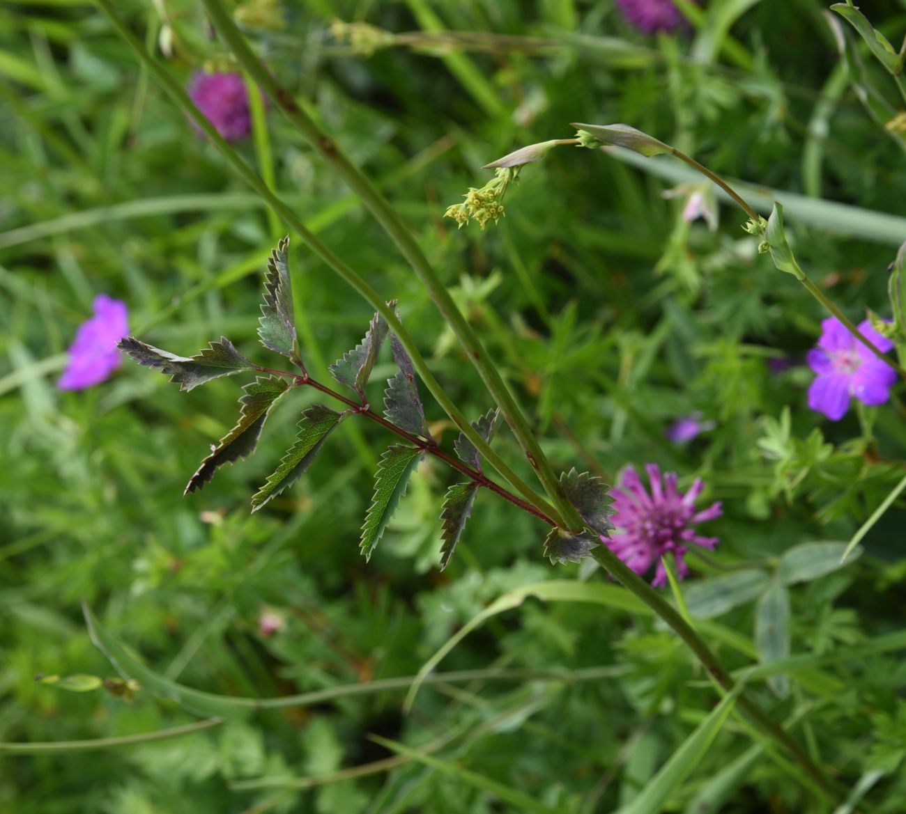 Изображение особи род Sanguisorba.