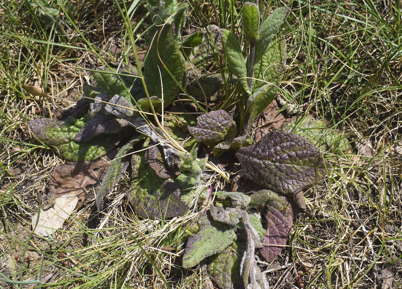 Изображение особи Pulicaria odora.