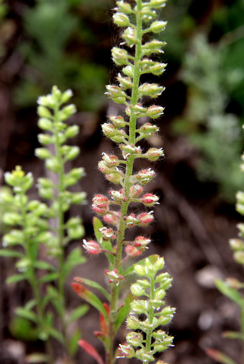 Изображение особи Alyssum alyssoides.