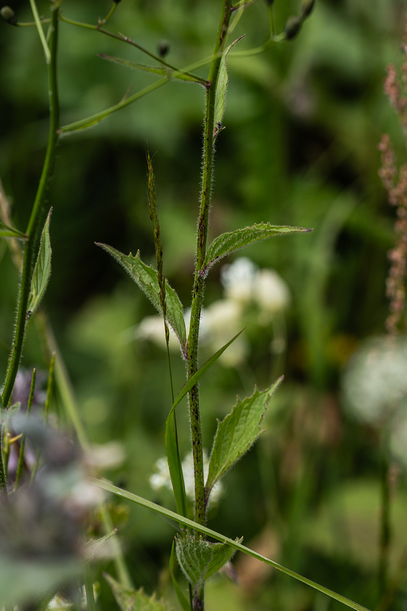 Image of Lapsana grandiflora specimen.