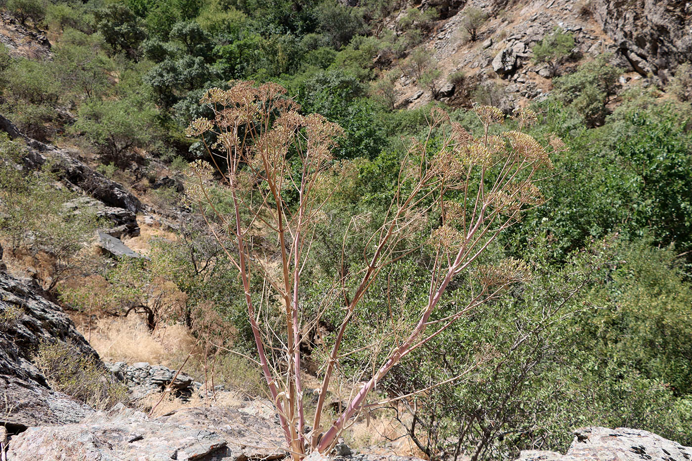 Изображение особи Ferula penninervis.