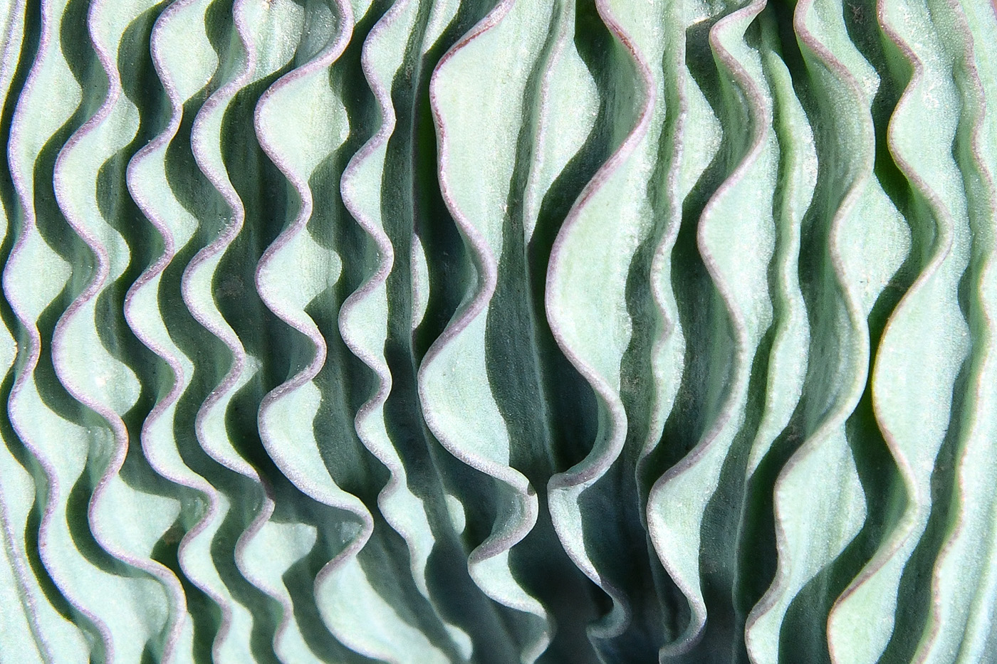 Image of Tulipa regelii specimen.