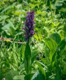 genus Dactylorhiza. Верхушка цветущего растения. Абхазия, Гудаутский р-н, Рицинский реликтовый национальный парк, хр. Авадхара, дол. р. Авадхара, хвойно-широколиственный лес, берег ручья. 1600 м н.у.м. 09.06.2025.