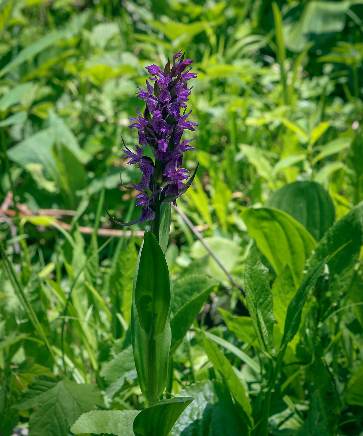 Image of Dactylorhiza romana ssp. georgica specimen.