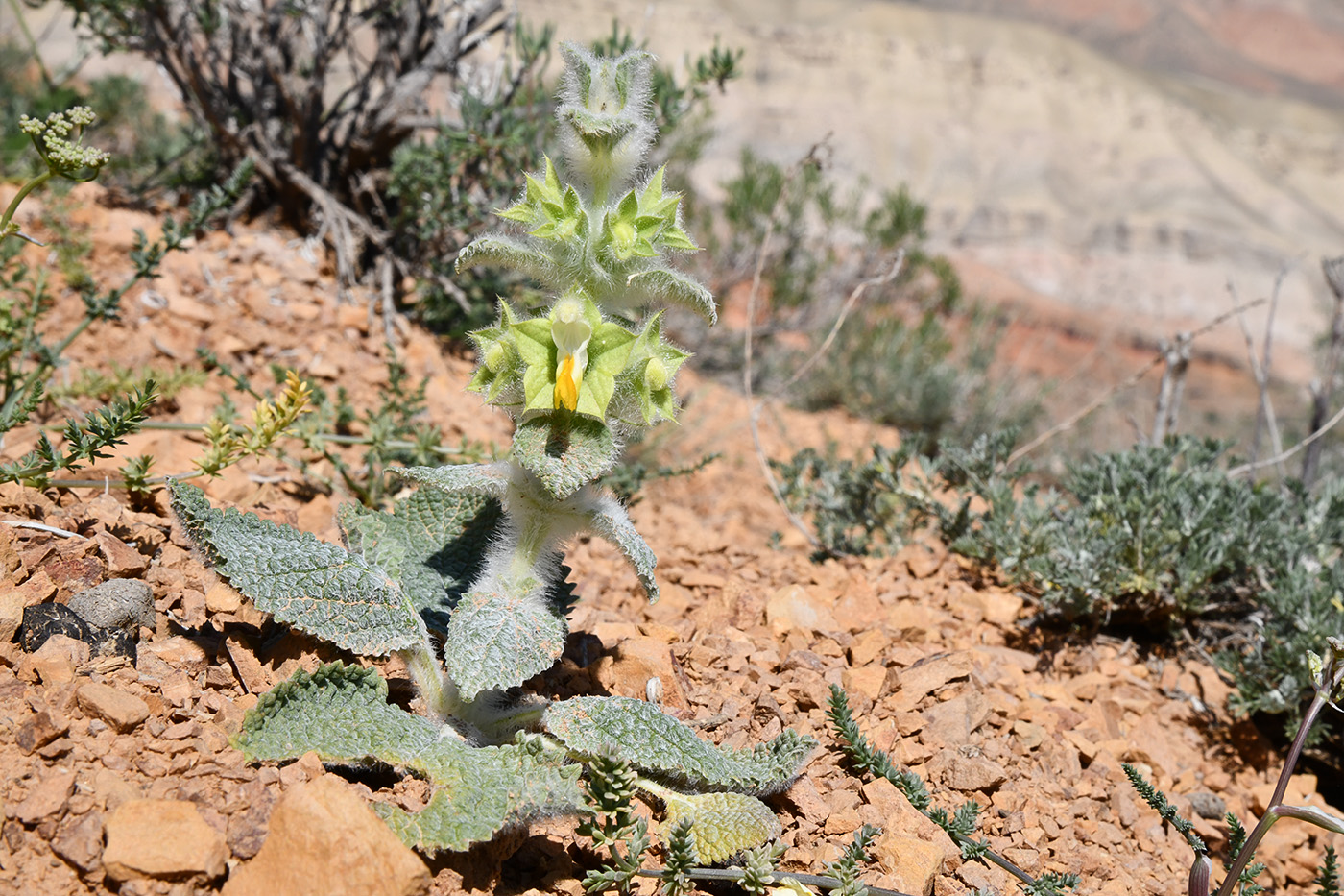 Image of Eremostachys isochila specimen.