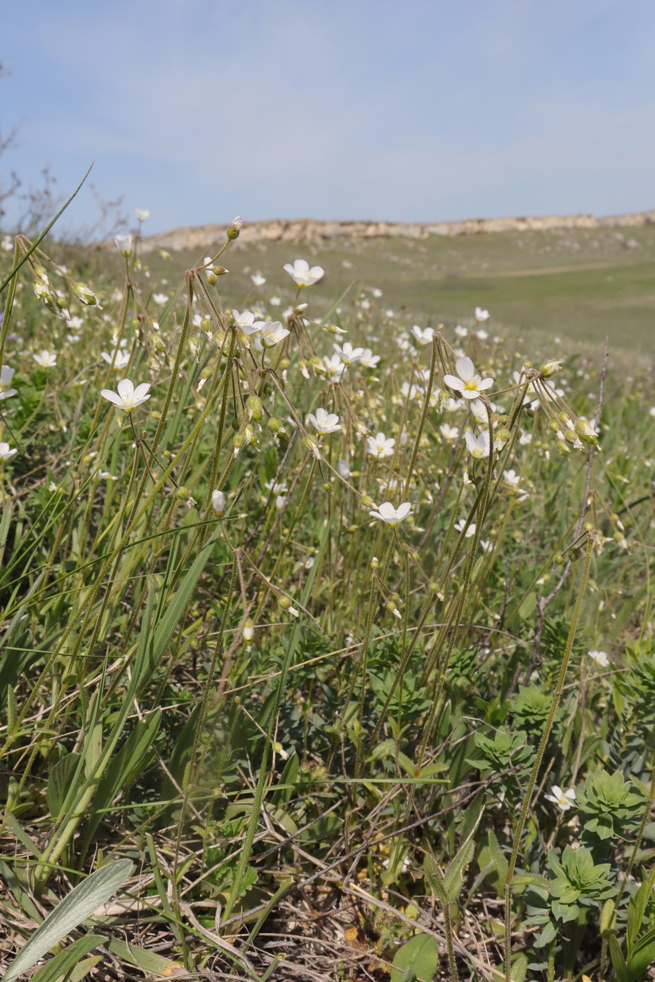 Изображение особи Holosteum glutinosum ssp. liniflorum.