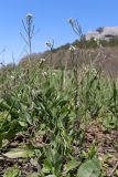 Arabis auriculata. Цветущие и плодоносящие растения. Крым, предгорье, окр. с. Залесное, залежь. 28.04.2026.