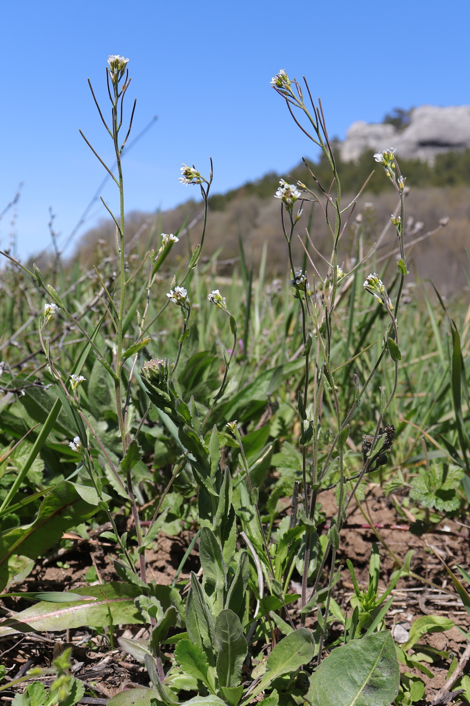 Изображение особи Arabis auriculata.