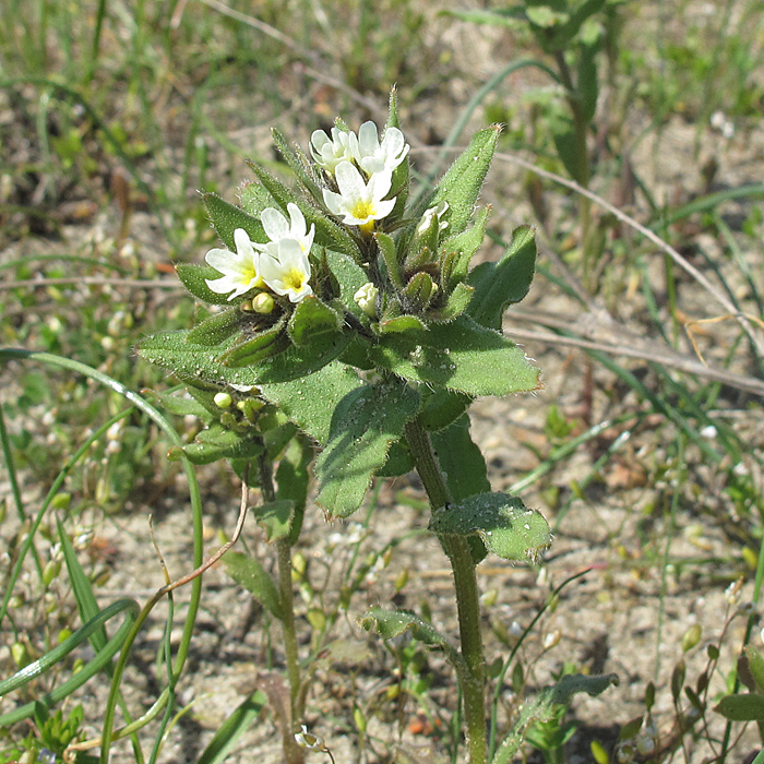 Image of Buglossoides rochelii specimen.