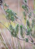 Thymbra spicata. Веточка с молодыми побегами. Турция, пров. Анталья, р-н Демре, окр. г. Демре, пляж Чайагзы (Çayağzı Plajı), зарастающие дюны. 06.01.2026.