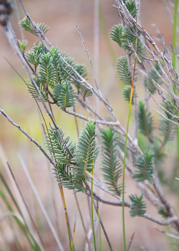Image of Thymbra spicata specimen.