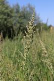 Beckmannia eruciformis. Соцветие. Крым, Севастополь, Байдарская дол., луг. 12.06.2026.