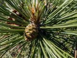 Pinus pallasiana