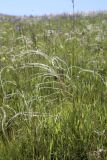 Stipa kirghisorum